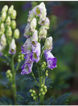 Aconitum x cammarum 'Eleanora' 