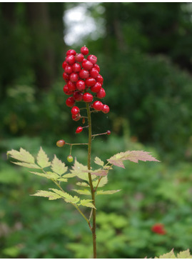 Actaea rubra