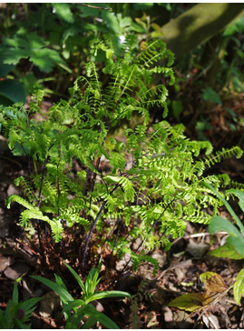 Adiantum pedatum