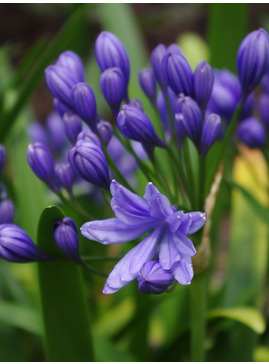 Agapanthus praecox 'Flore Pleno'