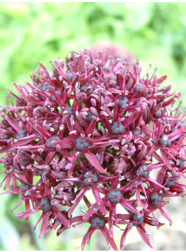 Allium atropurpureum (3xDB)