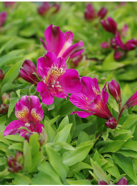 Alstroemeria Inca Goal ('Koncagoal') (Inca Series)