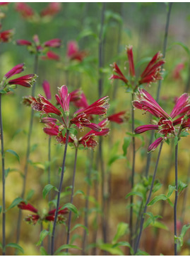 Alstroemeria psittacina