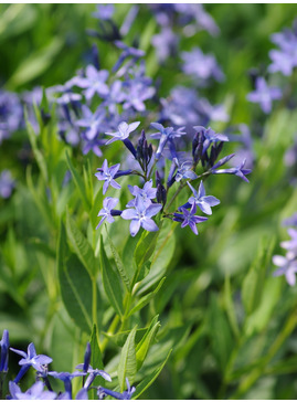 Amsonia 'Blue Ice'