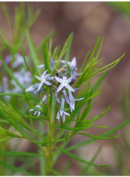 Amsonia hubrichtii