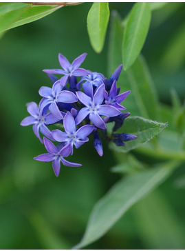 Amsonia orientalis