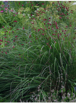 Andropogon gerardii 'Weinheim Burgundy'