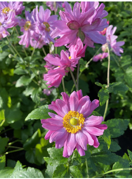 Anemone hupehensis var. japonica 'Pamina'