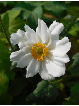 Anemone x hybrida 'Whirlwind'