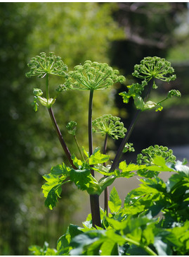 Angelica archangelica