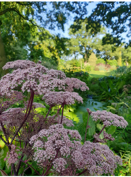 Angelica sylvestris 'Vicar's Mead'