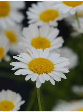 Anthemis 'Cally Cream'