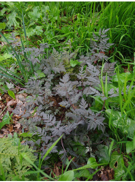 Anthriscus sylvestris 'Ravenswing'