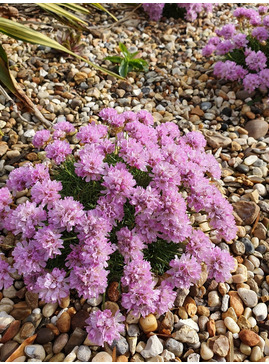 Armeria juniperifolia