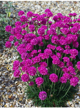 Armeria maritima 'Düsseldorfer Stolz'