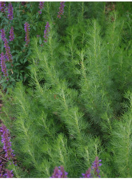 Artemisia abrotanum