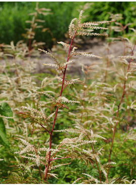 Aruncus 'Horatio'