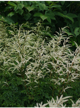 Aruncus sylvestris 'Sommeranfang'