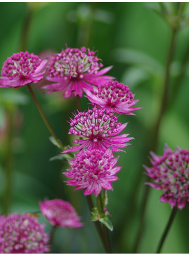 Astrantia 'Burgundy Manor'