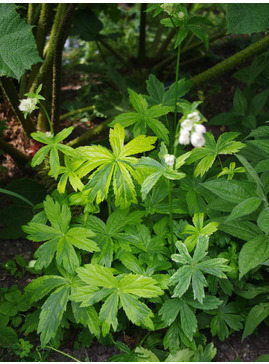 Astrantia major 'Sunningdale Variegated'