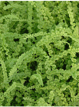 Athyrium filix-femina 'Frizelliae'