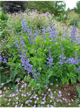 Baptisia australis