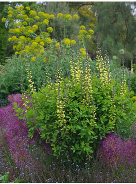 Baptisia 'Carolina Moonlight'