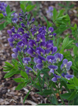 Baptisia x bicolor 'Starlite'