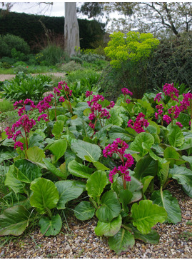 Bergenia 'Margery Fish'