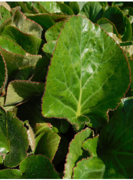 Bergenia pacumbis