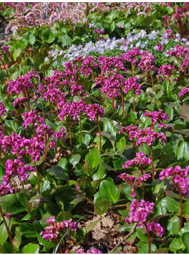 Bergenia stracheyi