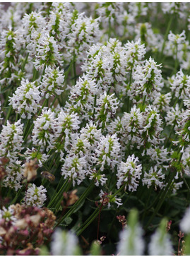 Betonica officinalis 'Wisley White'