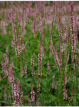 Bistorta amplexicaulis 'Rosea'