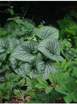 Brunnera macrophylla 'Alexanders Great'