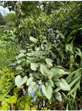 Brunnera macrophylla 'Jack Frost'