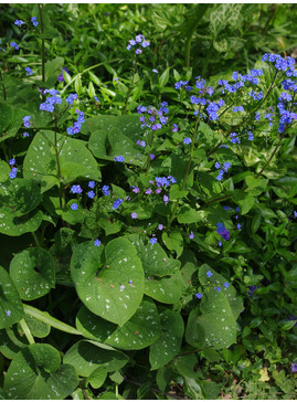 Brunnera macrophylla 'Langtrees'