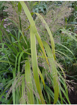 Calamagrostis sp. ex Prague Botanics 