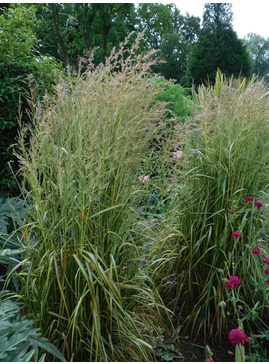 Calamagrostis x acutiflora 'Eldorado'