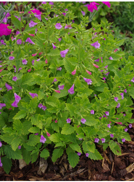 Calamintha grandiflora