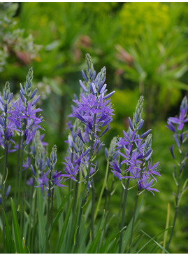 Camassia leichtlinii subsp. suksdorfii Caerulea Group