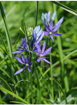 Camassia quamash