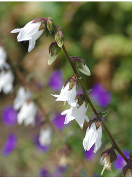 Campanula alliariifolia