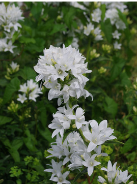 Campanula glomerata var. alba 'Schneekrone'