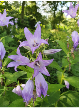 Campanula latifolia