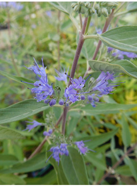 Caryopteris x clandonensis 'Dark Knight'