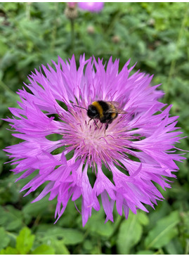 Centaurea 'John Coutts'