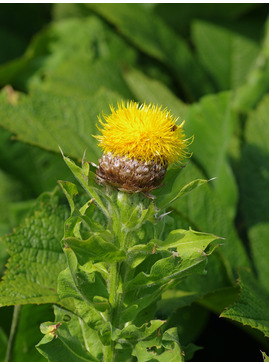 Centaurea macrocephala