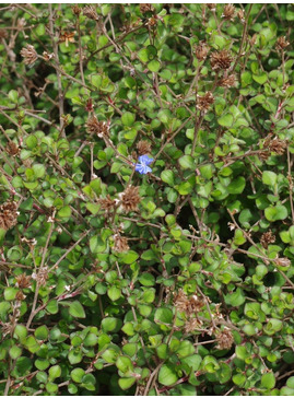 Ceratostigma griffithii