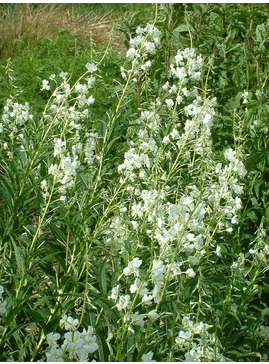 Chamaenerion angustifolium 'Album'