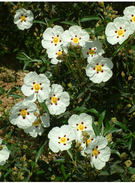 Cistus ladanifer